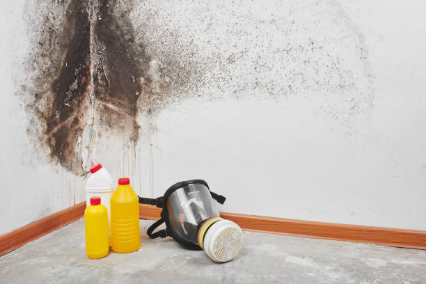 Maeser, UT Mold Remediation Company