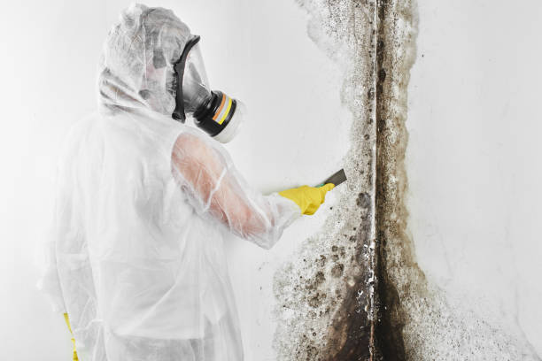 Best Commercial Mold Remediation in Maeser, UT