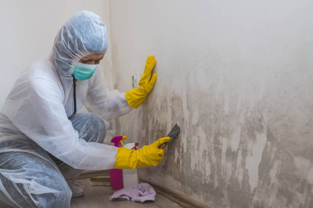 Best Post-Flood Mold Remediation in Maeser, UT