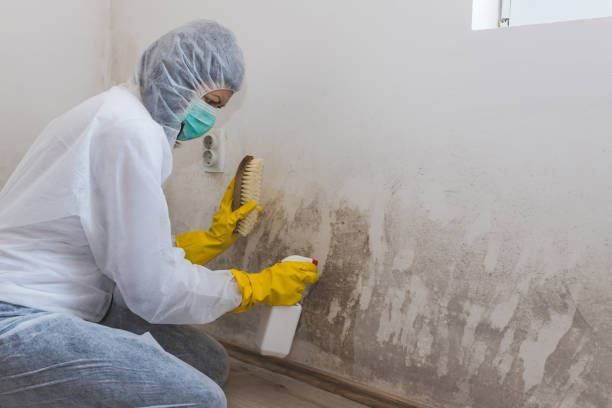 Best Industrial Mold Remediation in Maeser, UT