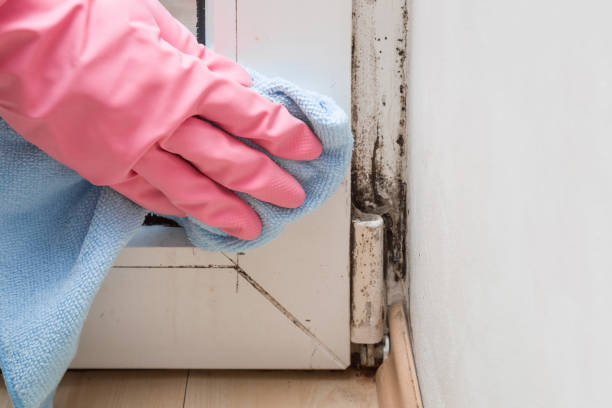 Best DIY Mold Remediation Support Services in Maeser, UT